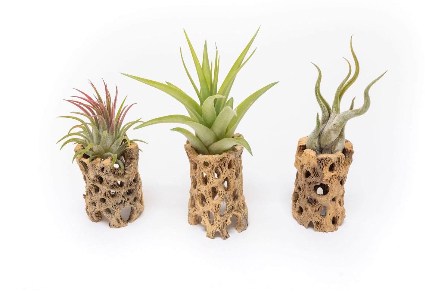 Natural Cholla Wood Containers with Assorted Tillandsia Air Plants - Set of 3