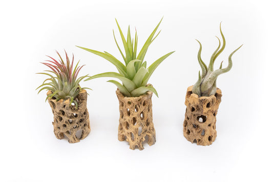 Natural Cholla Wood Containers with Assorted Tillandsia Air Plants - Set of 3