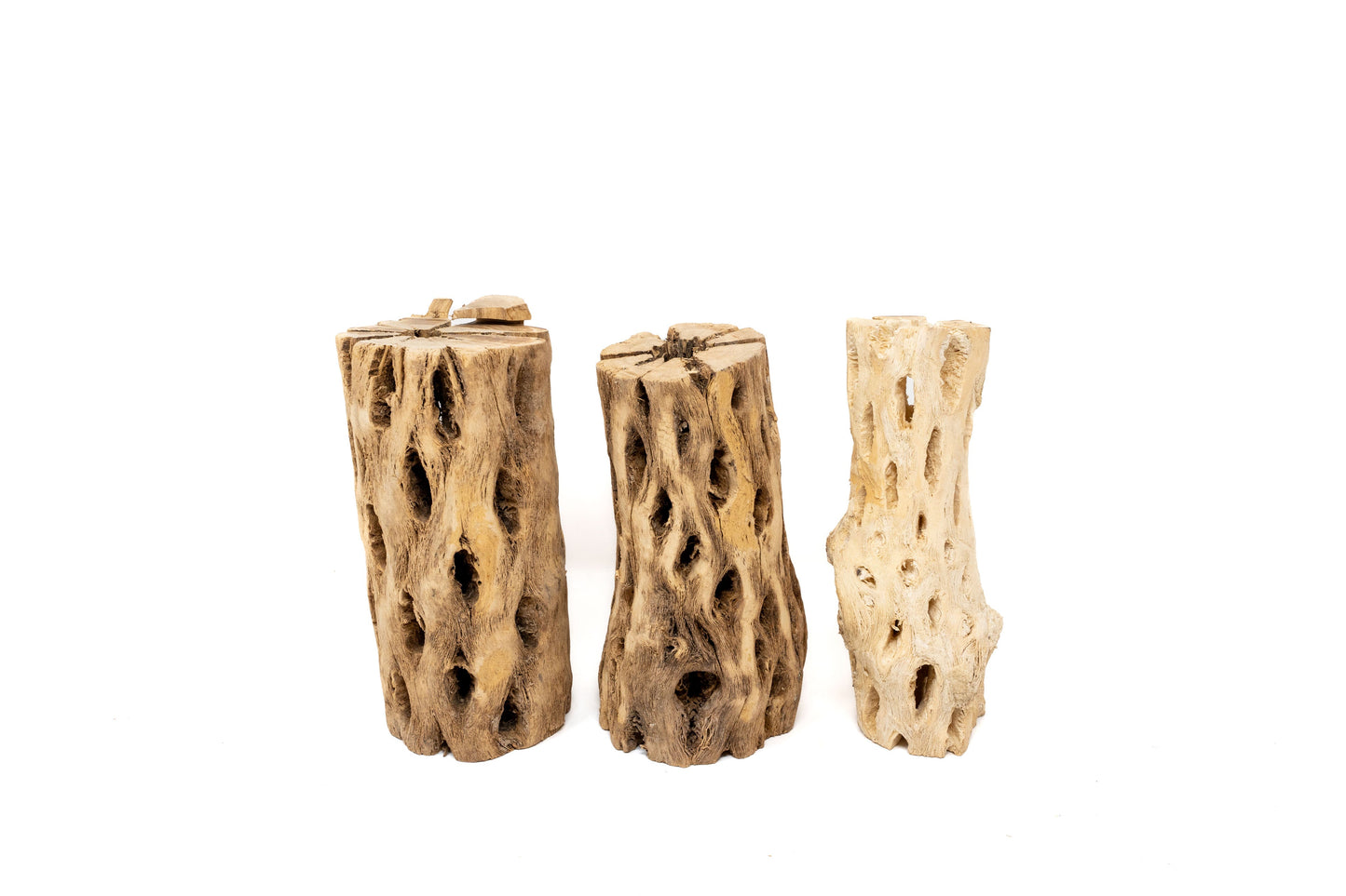 Natural Cholla Wood Container - 6 Inches Tall with Tillandsia Assorted Air Plants