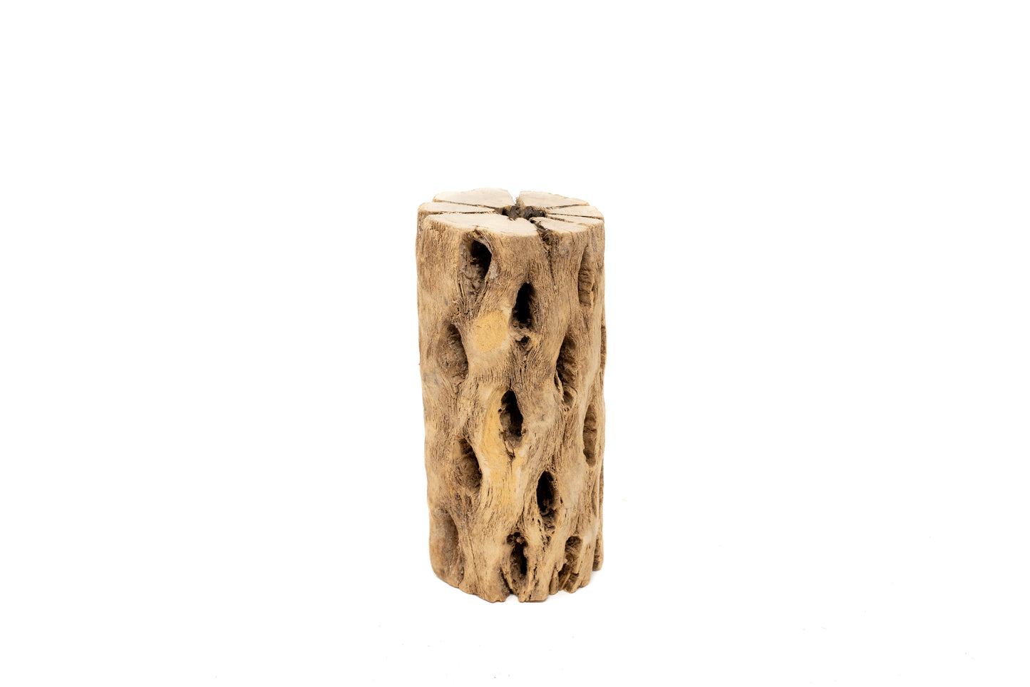 Natural Cholla Wood Container - 6 Inches Tall with Tillandsia Assorted Air Plants