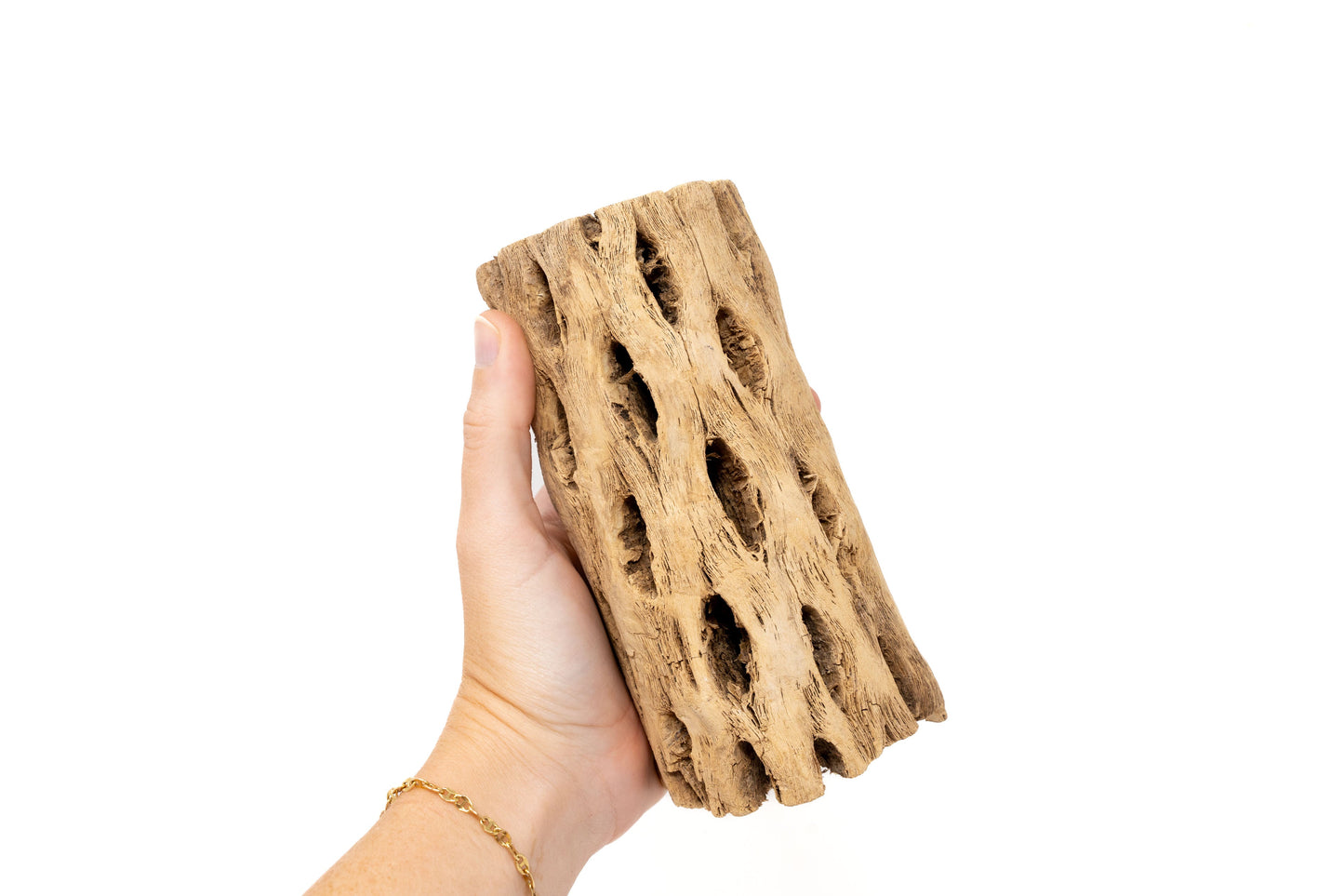 Natural Cholla Wood Container - 6 Inches Tall