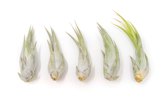 Tillandsia Circinata 'Paucifolia' Air Plants - Set of 10 or  20