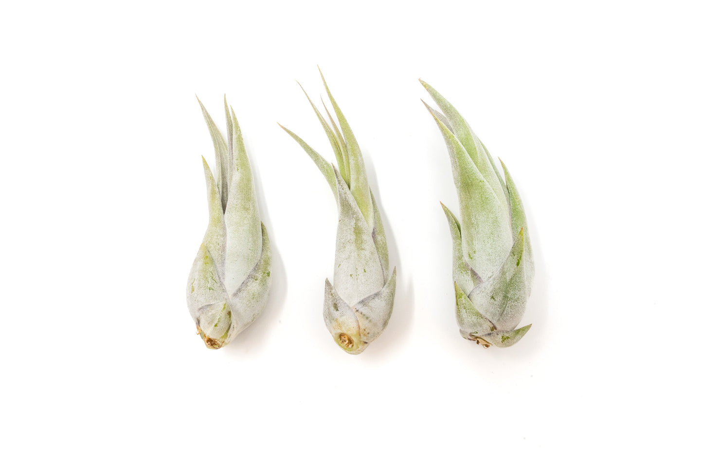 Tillandsia Circinata 'Paucifolia' Air Plants - Set of 10 or  20