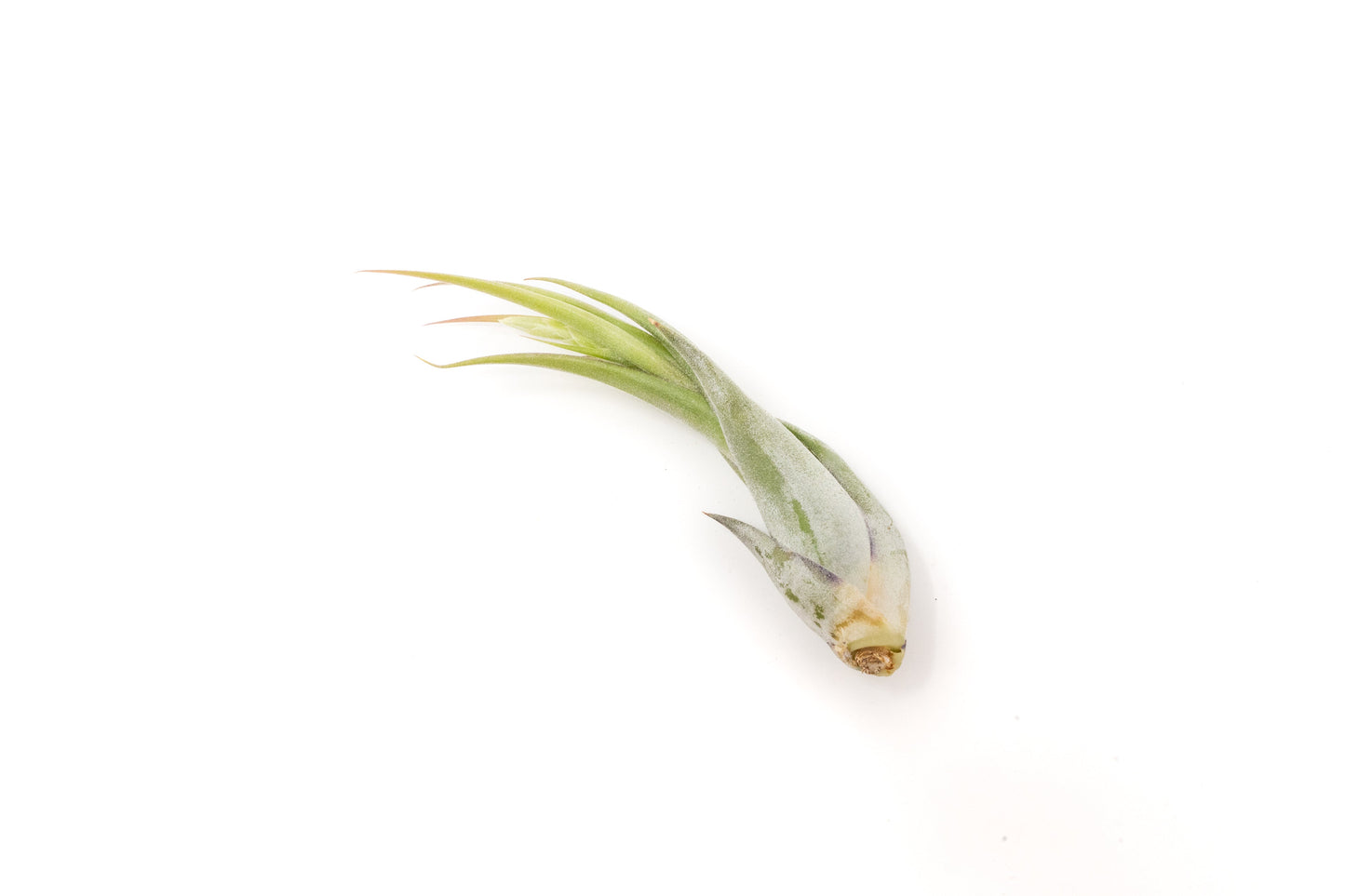 Tillandsia Circinata 'Paucifolia' Air Plants - Set of 10 or  20