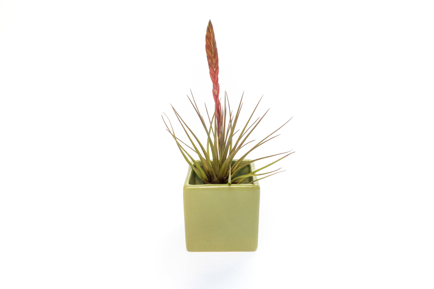Avocado Green Ceramic Cube Container with Custom Tillandsia Air Plant