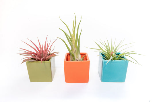 Set of 3 Ceramic Cube Containers with Custom Tillandsia Air Plants / Avocado Green + Sky Blue + Naranja Orange