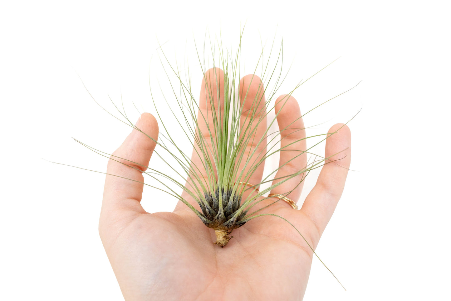 Tillandsia Filifolia Air Plants