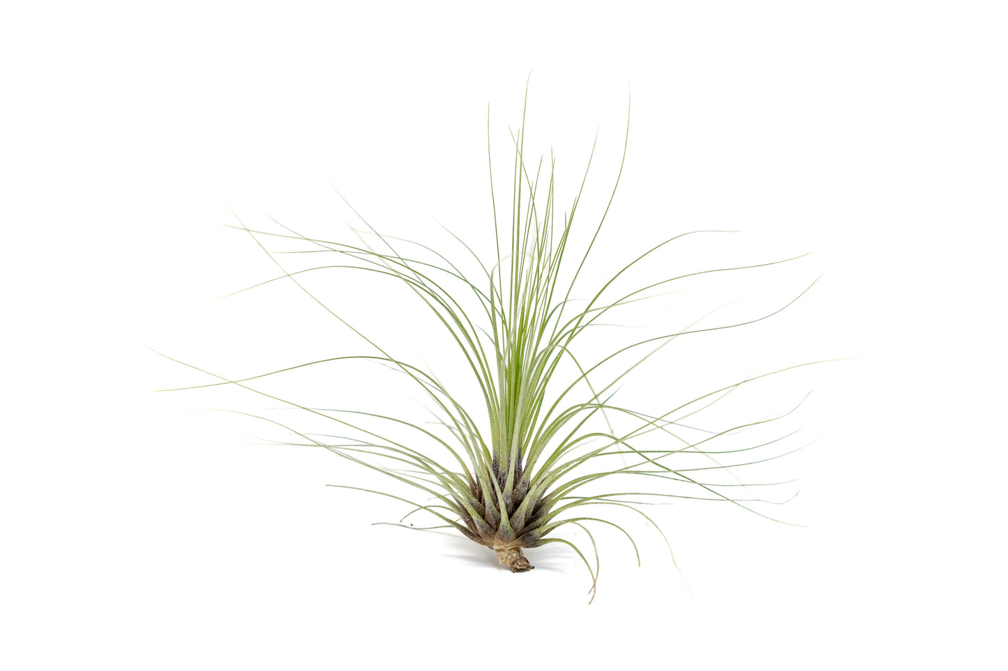 Tillandsia Filifolia Air Plants