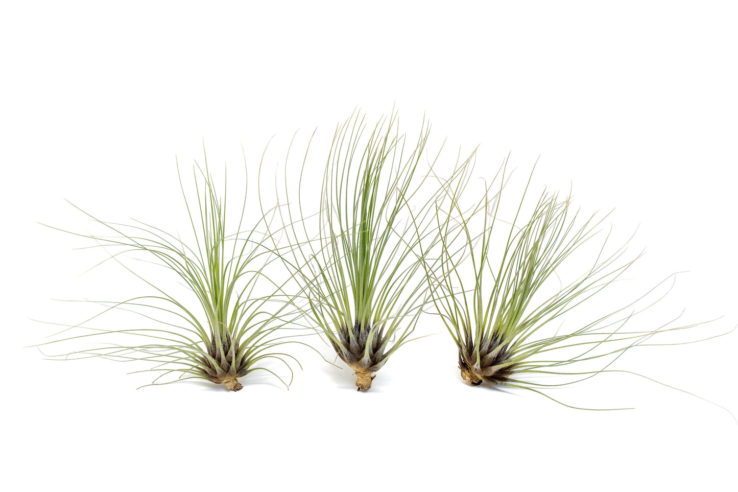 Tillandsia Filifolia Air Plants