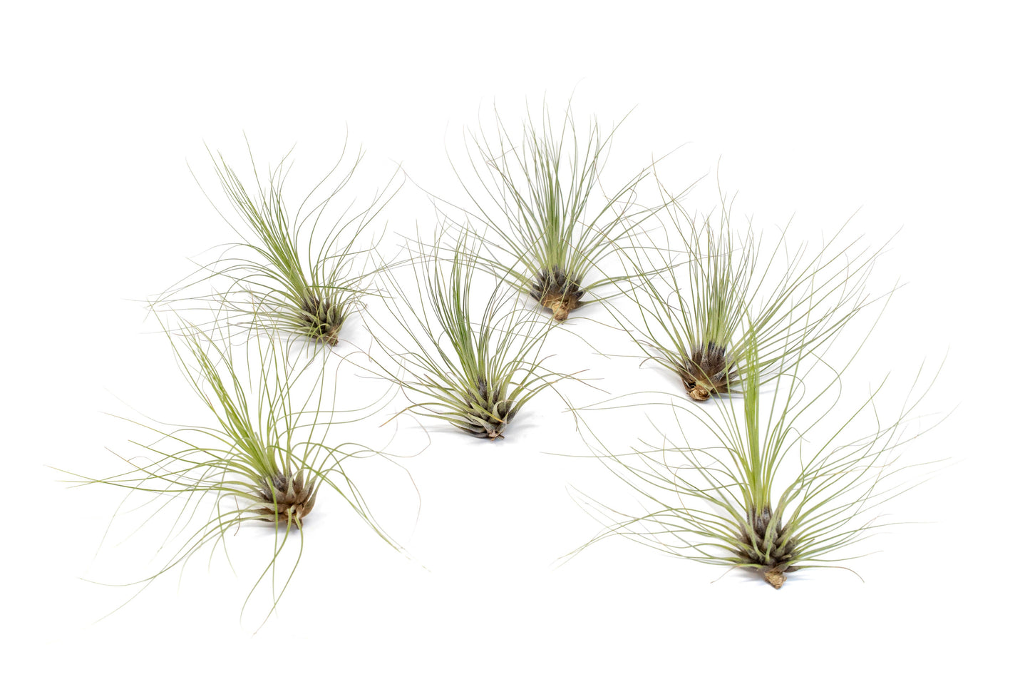 Tillandsia Filifolia Air Plants
