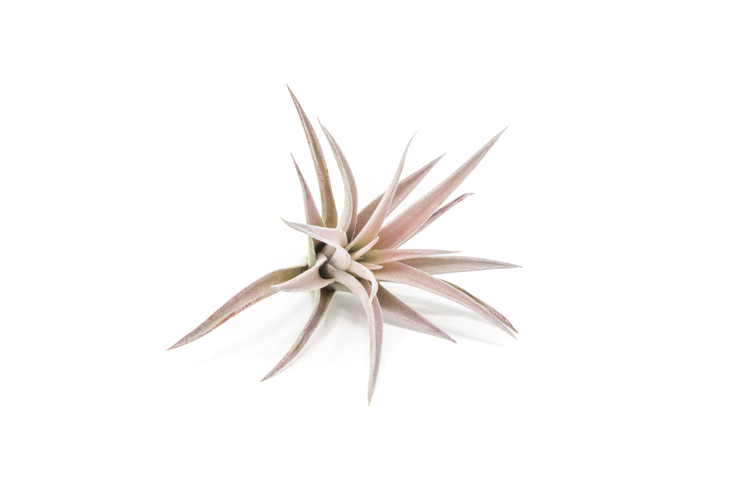 The Elegant Collection of Tillandsia Air Plants - Set of 10, 20, or 30