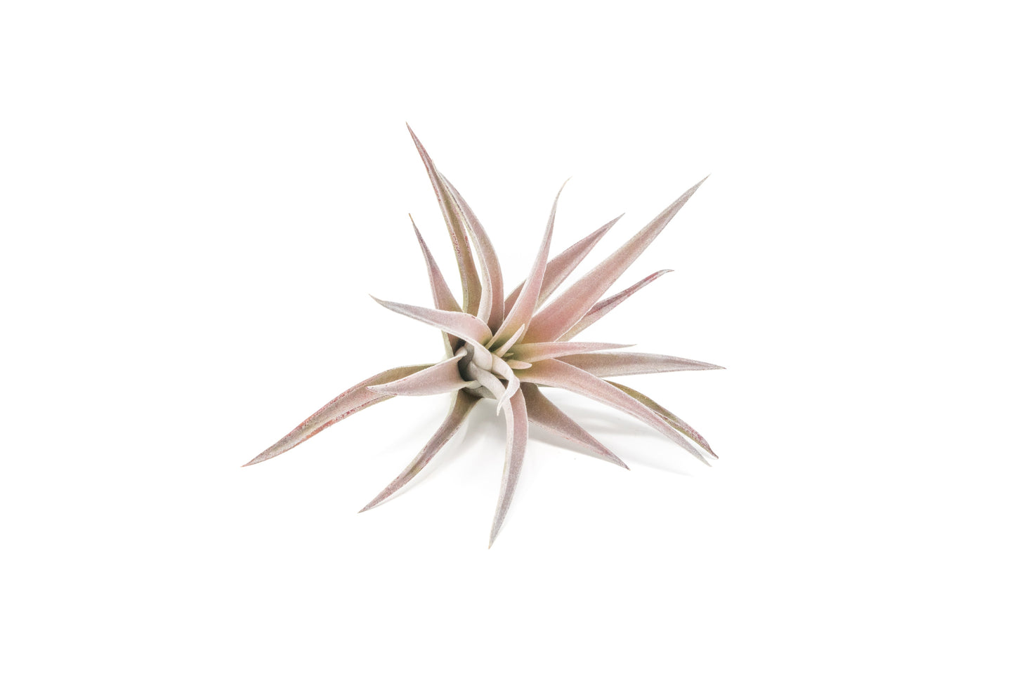 Tillandsia Harrisii Air Plants - Set of 10, 15, or 20