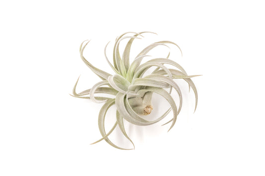 Tillandsia Harrisii Air Plants - Set of 10, 15, or 20