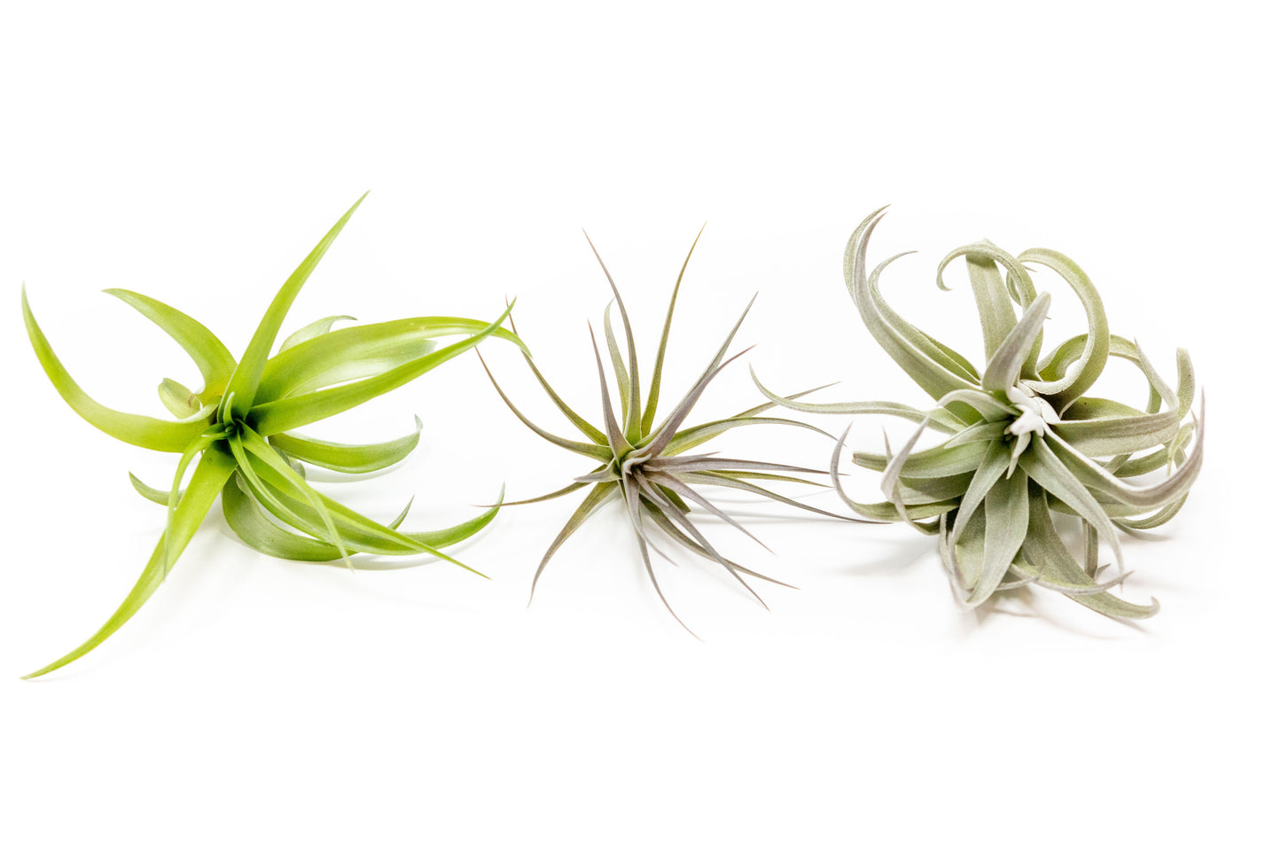 The Inca Collection of Tillandsia Air Plants - Sets of 9 or 18