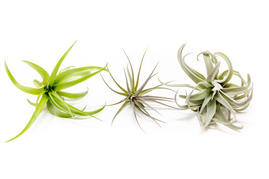The Inca Collection of Tillandsia Air Plants - Sets of 9 or 18
