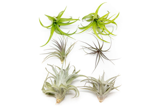 The Inca Collection of Tillandsia Air Plants - Sets of 9 or 18