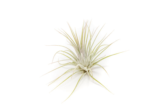 Tillandsia Ionantha Guatemala Air Plants - Set of 10, 20 or 50 Air Plants