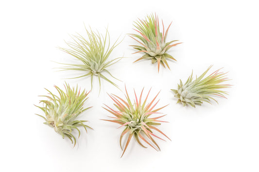 Tillandsia Ionantha Rubra Air Plants - Set of 10 or 20