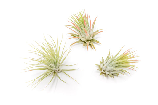 Tillandsia Ionantha Rubra Air Plants - Set of 10 or 20