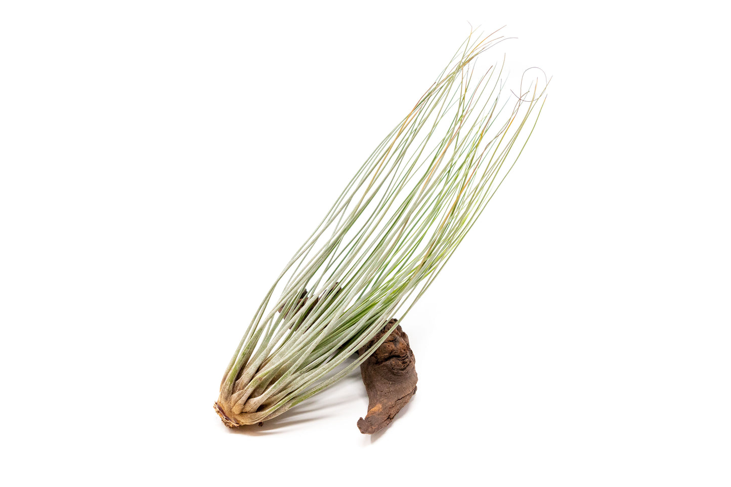 The Elegant Collection of Tillandsia Air Plants - Set of 10, 20, or 30