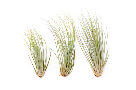 Tillandsia Juncea Air Plants