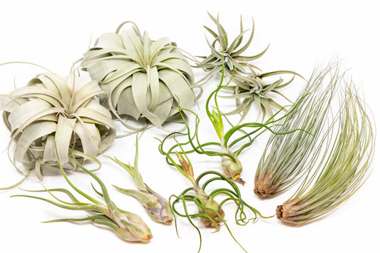 Large Tillandsia Air Plant Variety - Set of 10, 15, or 20