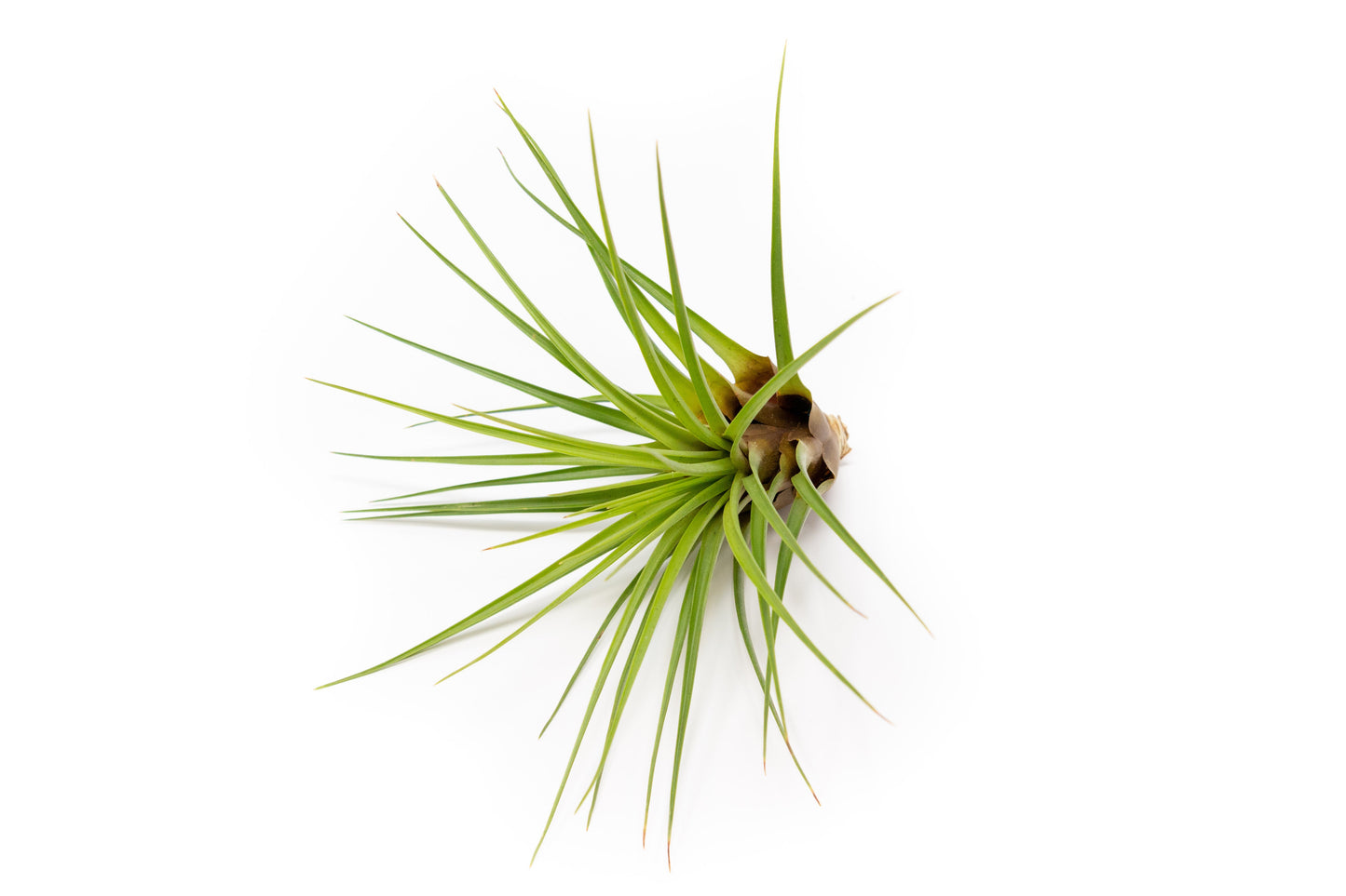 Tillandsia Melanocrater Tricolor Air Plants - Set of 10, 20 or 30