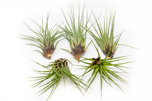 Tillandsia Melanocrater Tricolor Air Plants - Set of 10, 20 or 30