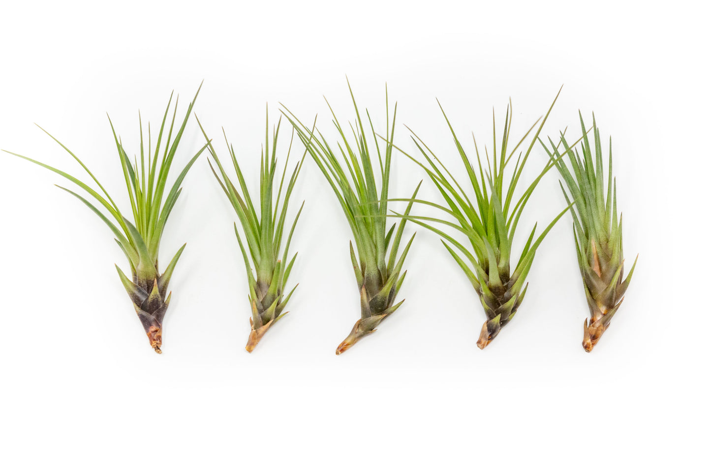 Tillandsia Melanocrater Tricolor Air Plants - Set of 10, 20 or 30