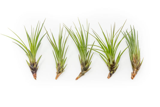 Tillandsia Melanocrater Tricolor Air Plants - Set of 10, 20 or 30