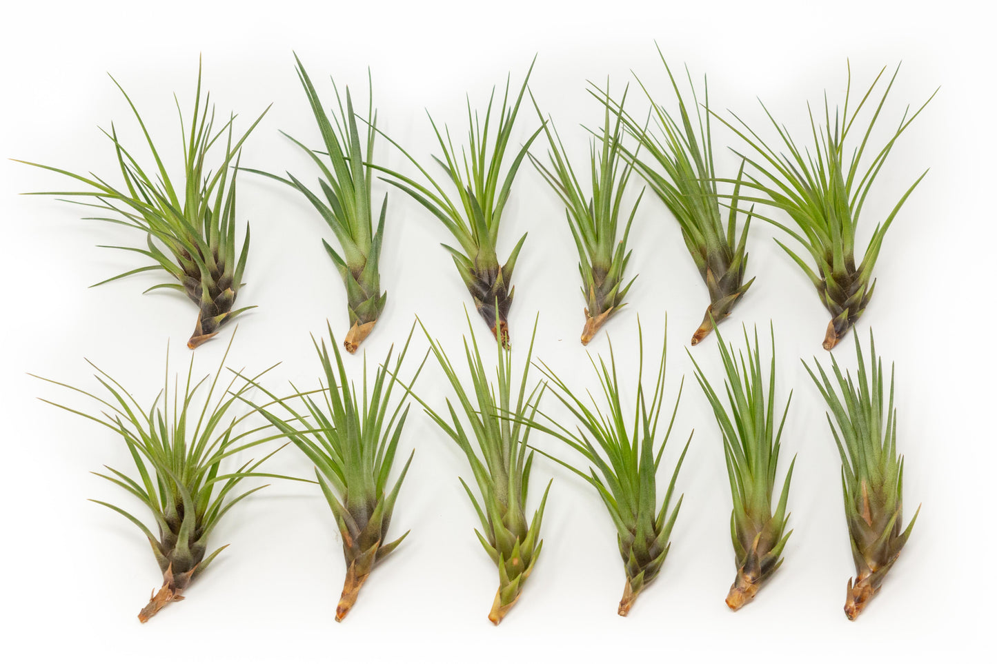 Tillandsia Melanocrater Tricolor Air Plants - Set of 10, 20 or 30