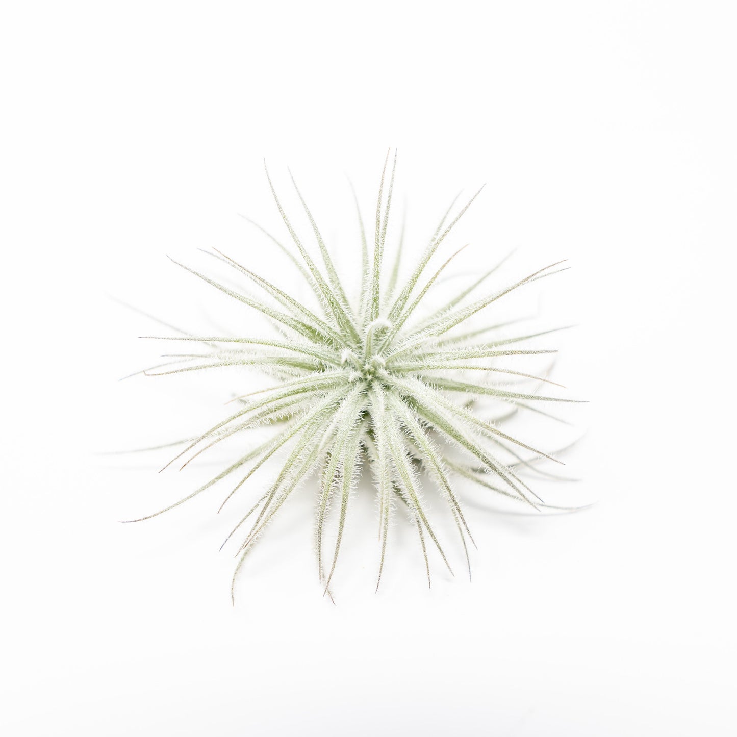 3 Tillandsia Tectorum Ecuador Air Plants