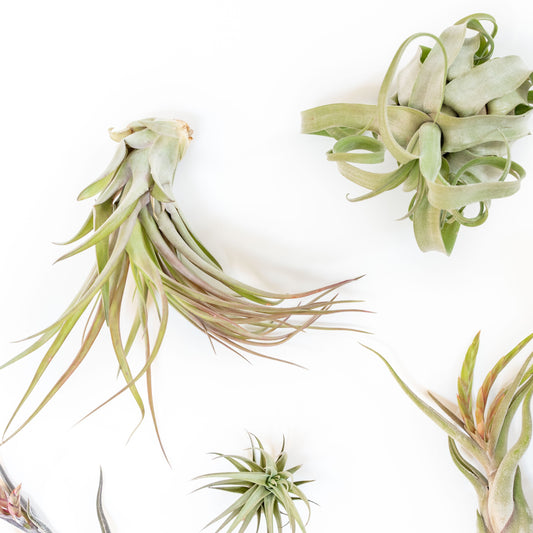 Tillandsia Air Plant Grab Bag of Premium Medium & Large Plants - Set of 10