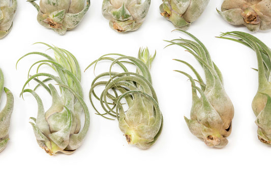 Tillandsia Seleriana Air Plants - Set of 5 or 10