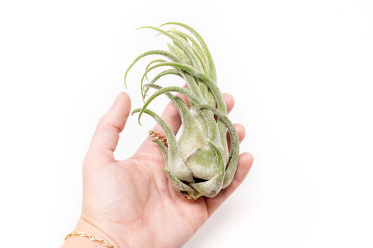 Tillandsia Seleriana Air Plants - Set of 5 or 10