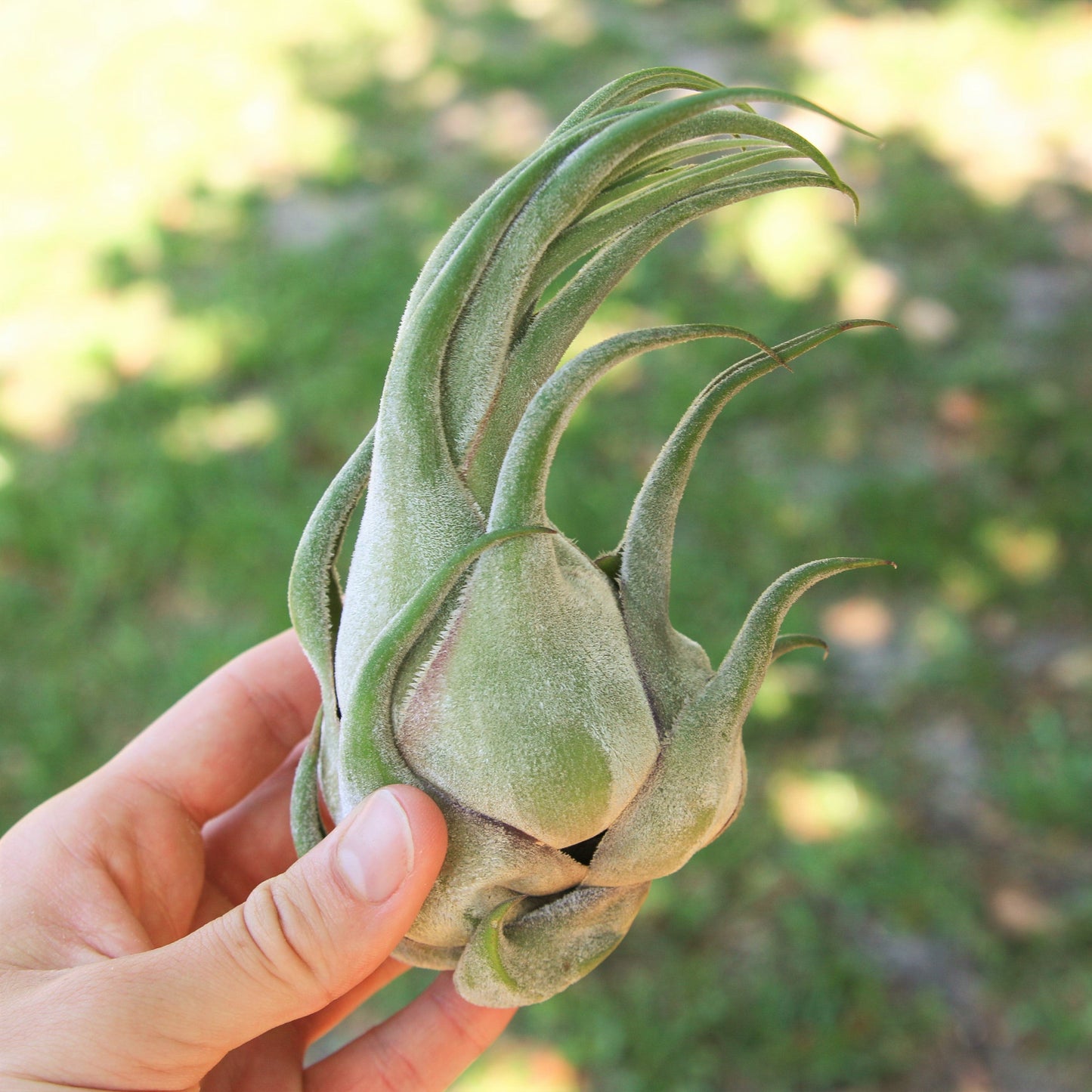 Tillandsia Seleriana Air Plants - Set of 5 or 10