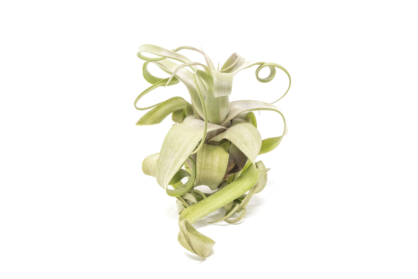 Tillandsia Streptophylla Air Plants - Set of 3 or 6