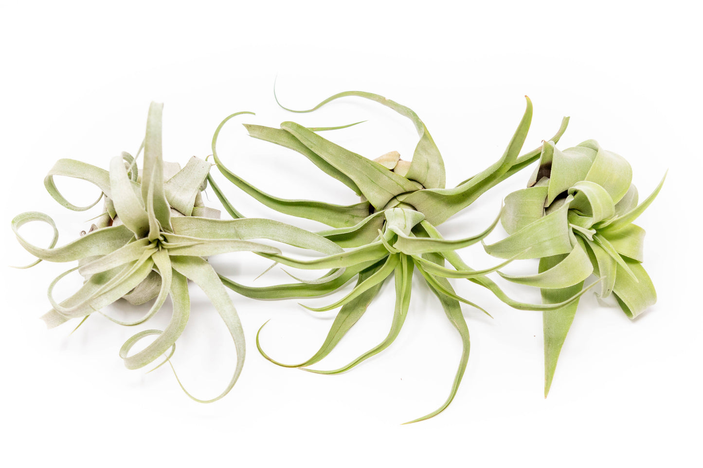 Tillandsia Streptophylla Air Plants - Set of 3 or 6