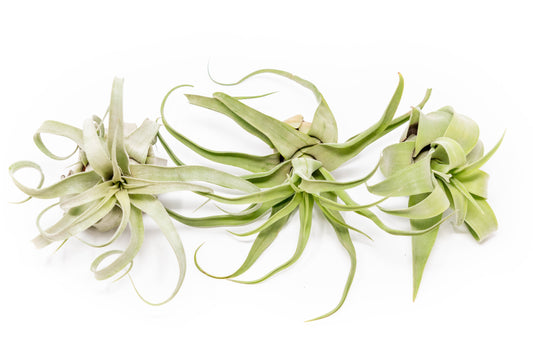 Tillandsia Streptophylla Air Plants - Set of 3 or 6