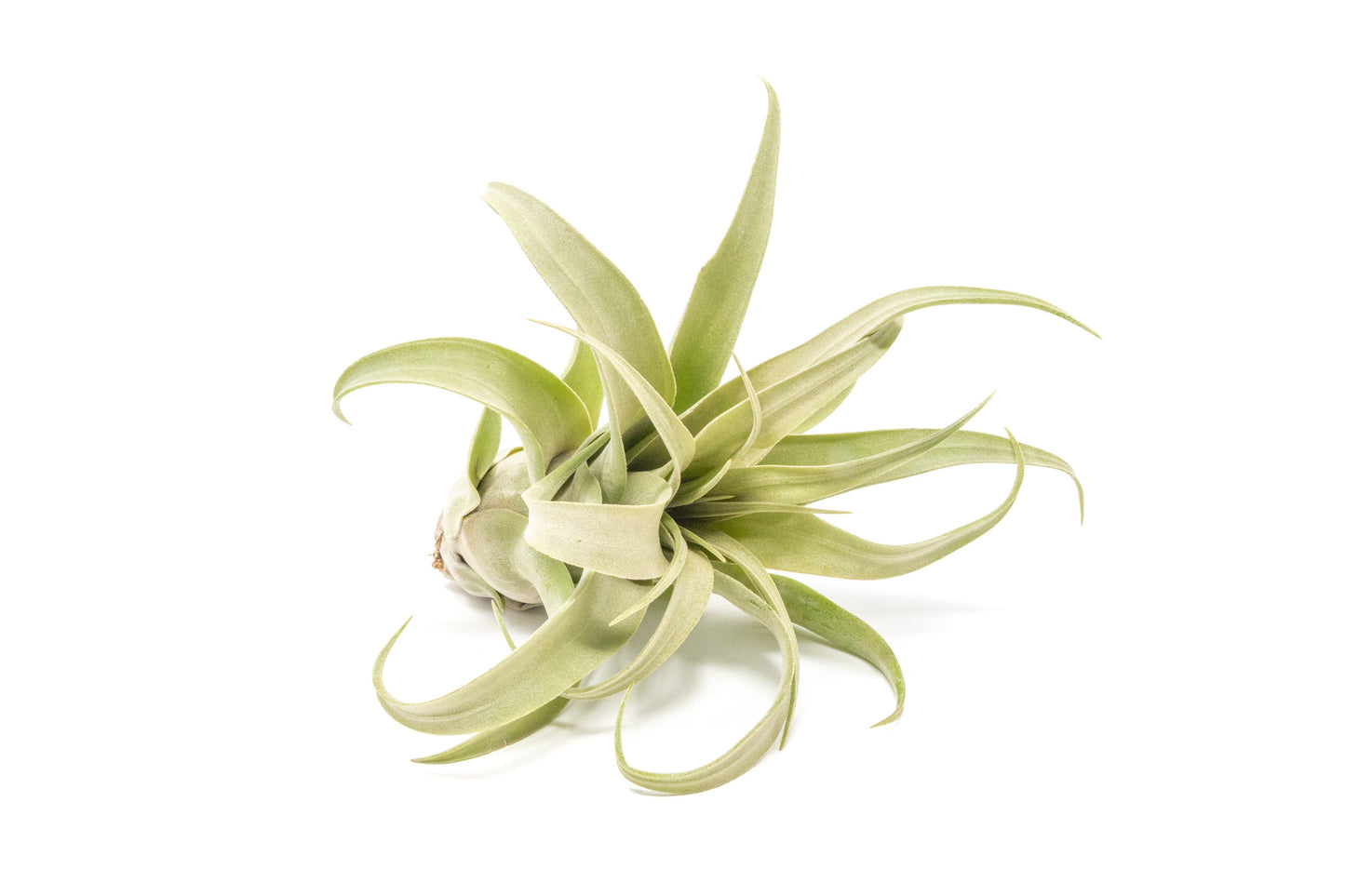 Tillandsia Streptophylla Air Plants - Set of 3 or 6