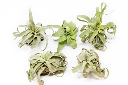 Tillandsia Streptophylla Air Plants - Set of 3 or 6