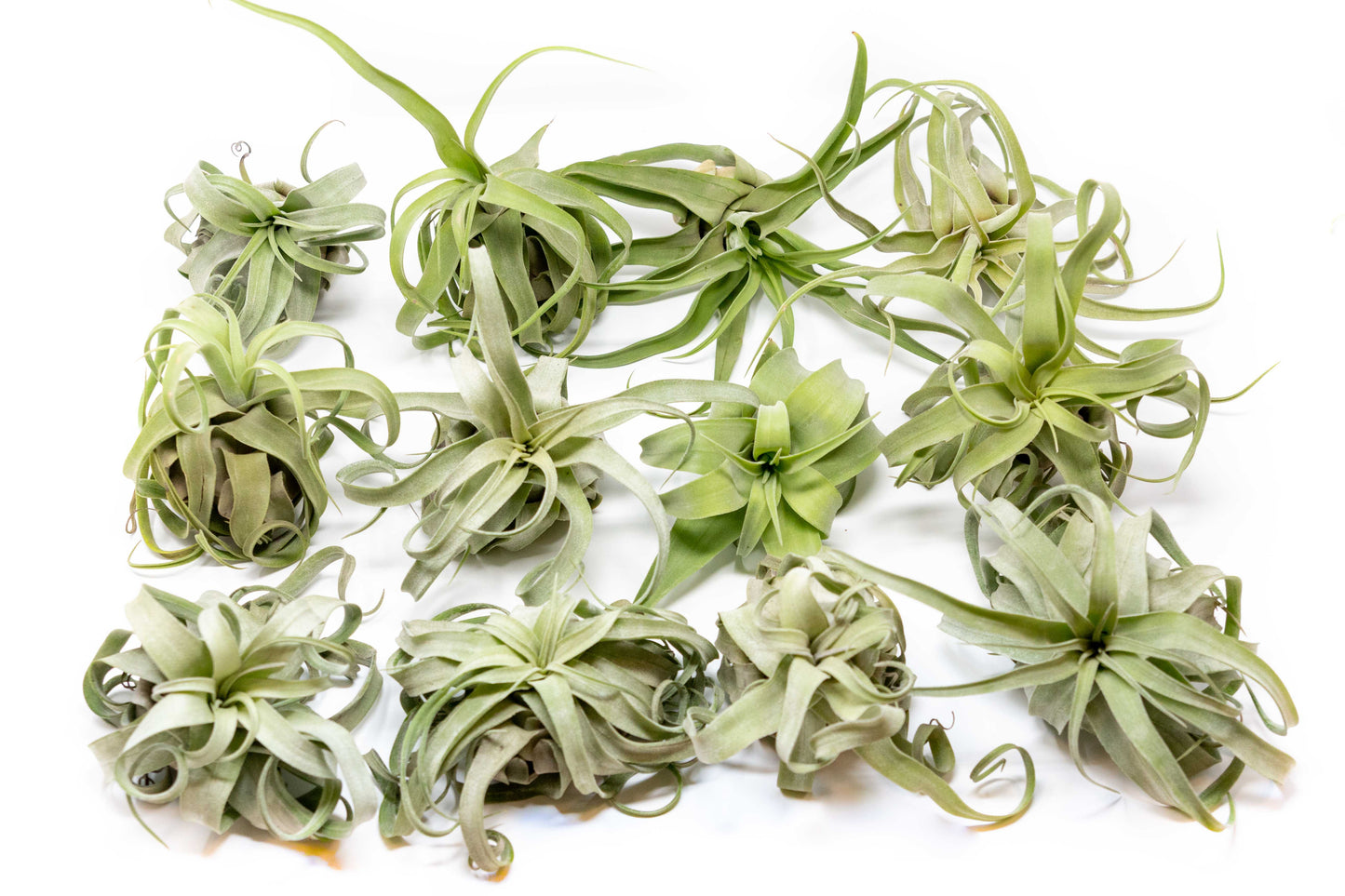Tillandsia Streptophylla Air Plants - Set of 3 or 6