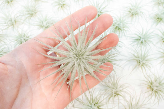 3 Tillandsia Tectorum Ecuador Air Plants