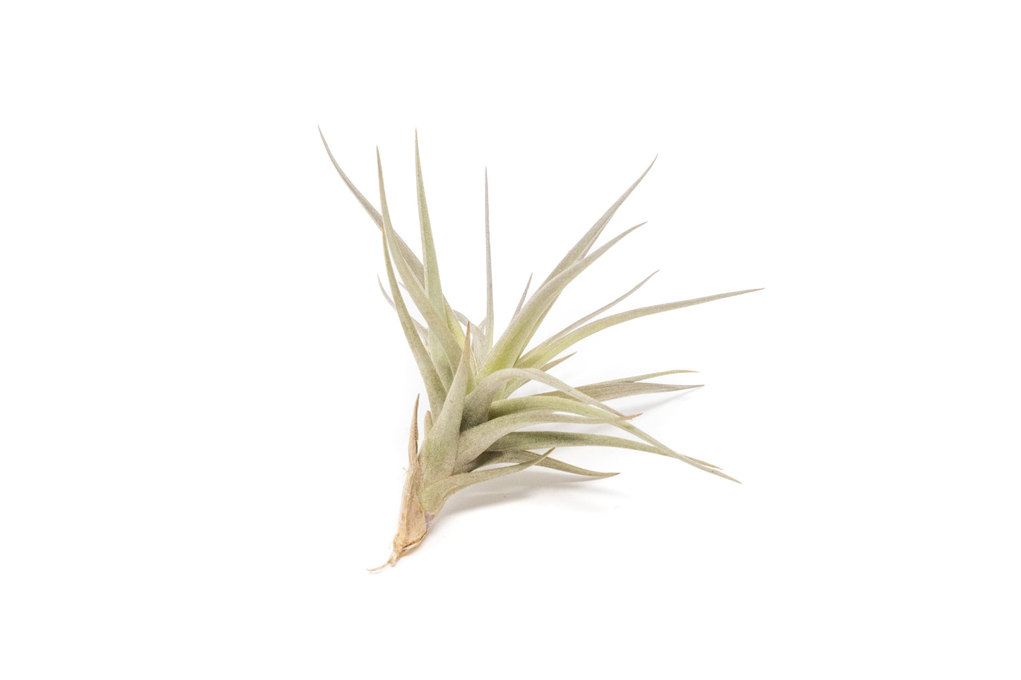 The Inca Collection of Tillandsia Air Plants - Sets of 9 or 18