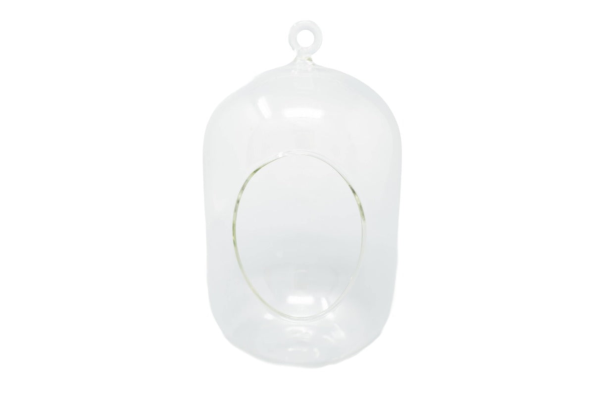 Capsule Terrarium with Moss and Tillandsia Air Plants