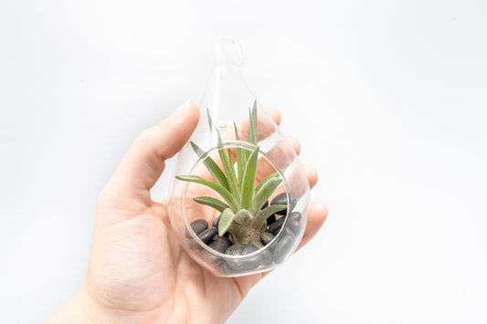 Set of 3 Red Hots Complete Teardrop Terrariums