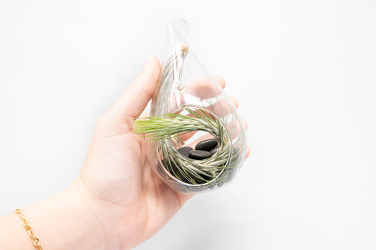 Set of 3 Funky Teardrop Terrariums with Flat Bottoms