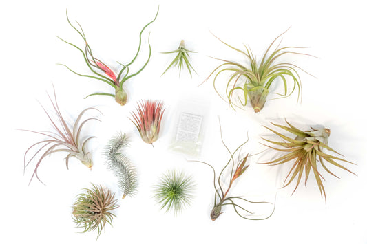 Premium Tillandsia Air Plant Grab Bag & Fertilizer Packet - Set of 10, 20 or 30