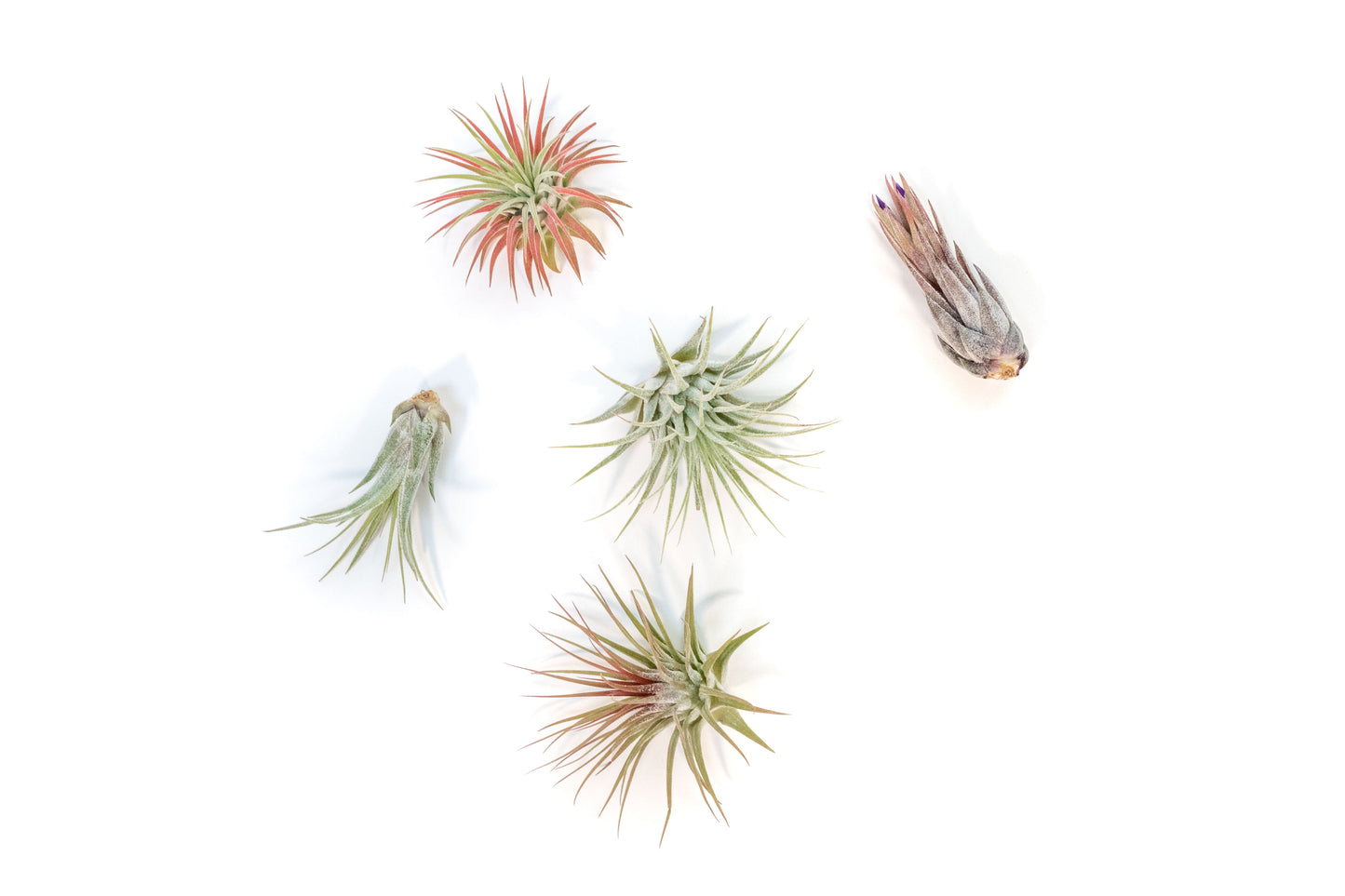 Mini Tillandsia Ionantha Air Plant Pups -  Sets of 5, 10 or 15