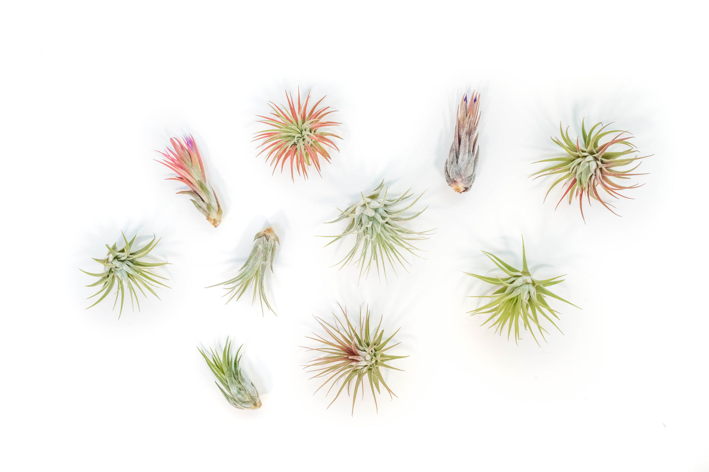 Mini Tillandsia Ionantha Air Plant Pups -  Sets of 5, 10 or 15
